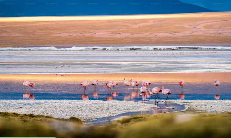 Flamingos às margens de laguna ao pôr do sol no Atacama
